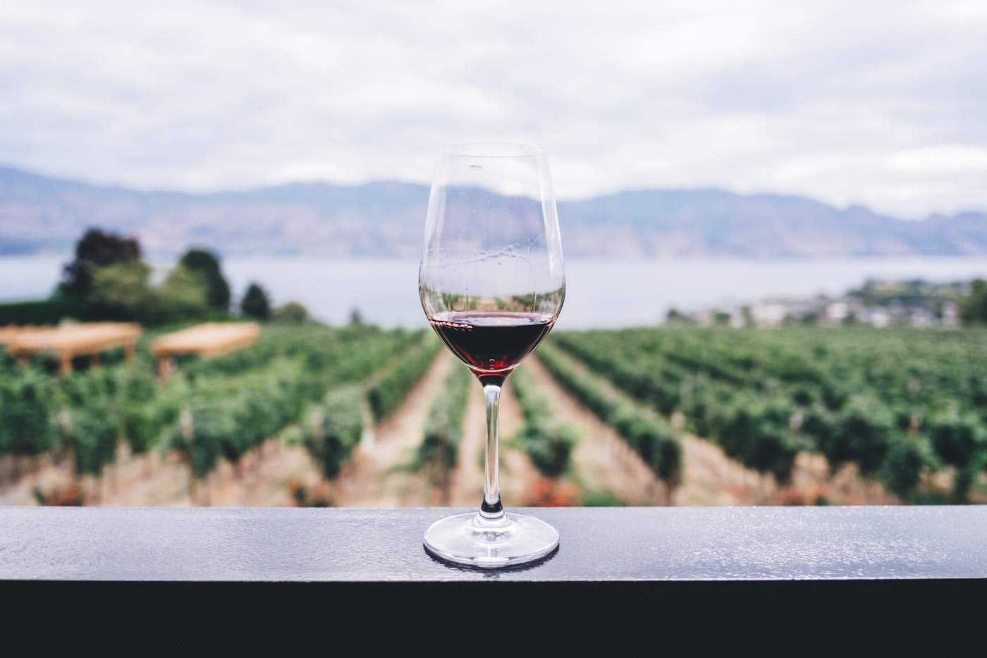 Verre de vin rouge devant un vignoble en arrière-plan